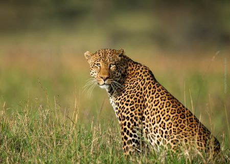 A-leopard-page